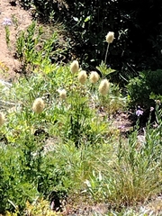 Pulsatilla occidentalis