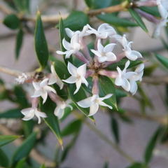 Alyxia ruscifolia