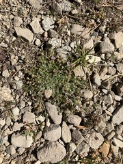 Spergularia rubra