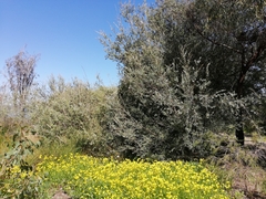 Leptospermum laevigatum