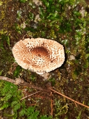 Verrucosporaceae