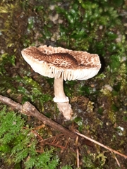 Verrucosporaceae
