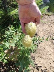 Pulsatilla occidentalis