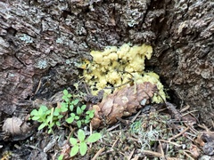 Myxomycetes