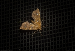 Musotima nitidalis