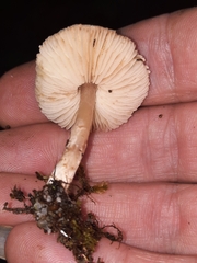 Verrucosporaceae