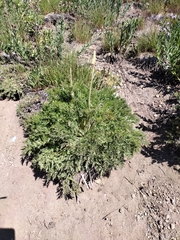 Pulsatilla occidentalis