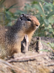 Urocitellus columbianus
