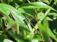 Erpetogomphus