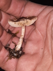 Verrucosporaceae