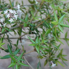 Alyxia ruscifolia