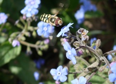 Eupeodes corollae