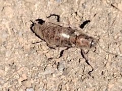 Cyphoderris monstrosa