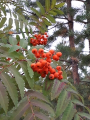 Sorbus sibirica