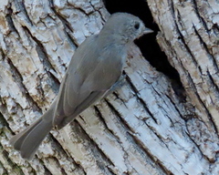 Baeolophus inornatus