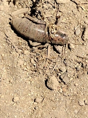 Cyphoderris monstrosa