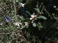 Leptospermum laevigatum