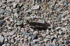 Trimerotropini