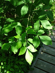 Ptelea trifoliata
