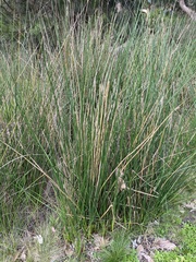 Juncus pallidus