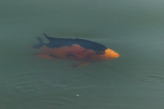 Amphilophus citrinellus