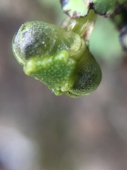 Plagiochasma rupestre