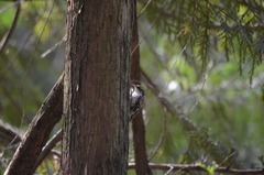 Certhia americana