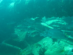 Lutjanus griseus