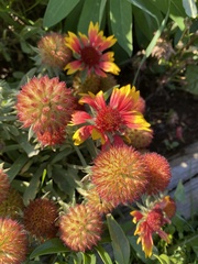 Gaillardia pulchella
