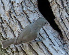 Baeolophus inornatus