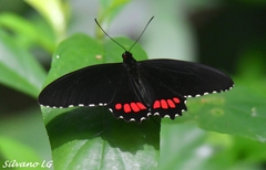 Parides erithalion polyzelus