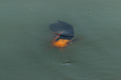 Amphilophus citrinellus