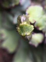 Plagiochasma rupestre