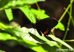 Parides erithalion polyzelus