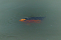 Amphilophus citrinellus