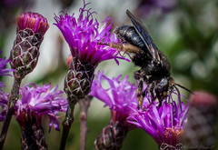 Melissodes bimaculatus