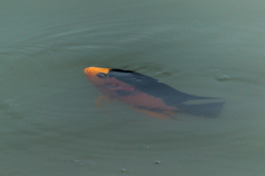 Amphilophus citrinellus