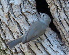 Baeolophus inornatus