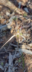Caladenia capillata