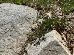 Erigeron glacialis