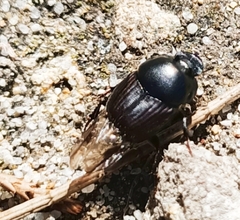 Onthophagus taurus