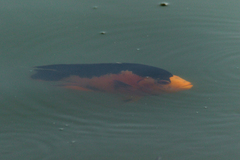 Amphilophus citrinellus