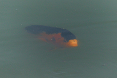 Amphilophus citrinellus