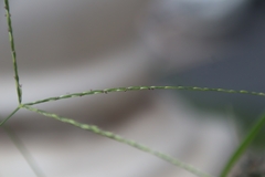 Digitaria setigera