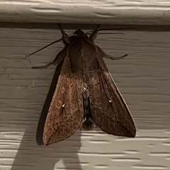 Mythimna unipuncta