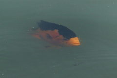 Amphilophus citrinellus