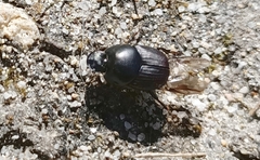 Onthophagus taurus