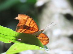 Marpesia petreus