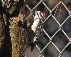Dryobates nuttallii