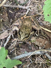 Rana cascadae